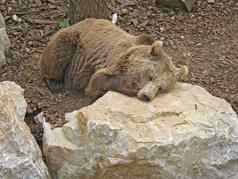 动物公园棕色（的）熊
