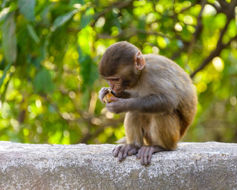 婴儿短尾猿吃橙色