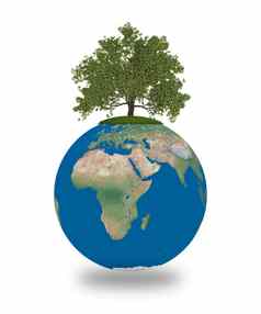 橡木树地球地球