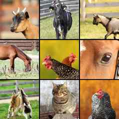 拼贴画使农场动物图片