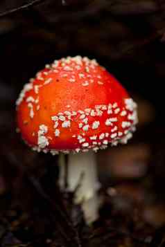 木耳安妮塔muscaia蘑菇细节森林秋天