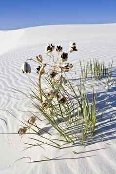 孤独的植物发现白色沙丘国家纪念碑