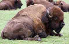 美国野牛水牛照片西北长途跋涉野生动物公园