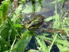 绿色青蛙池塘