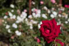 红色的玫瑰白色玫瑰Backround