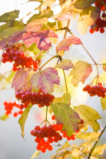 雪球树guelder<strong>玫瑰</strong>