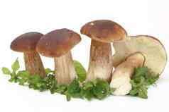 集团森林蘑菇