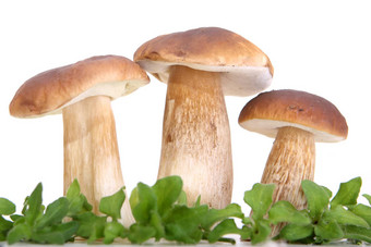 集团森林蘑菇