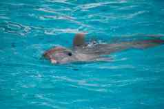 海豚游泳水