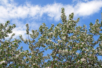 盛开的樱桃树蓝色的天空
