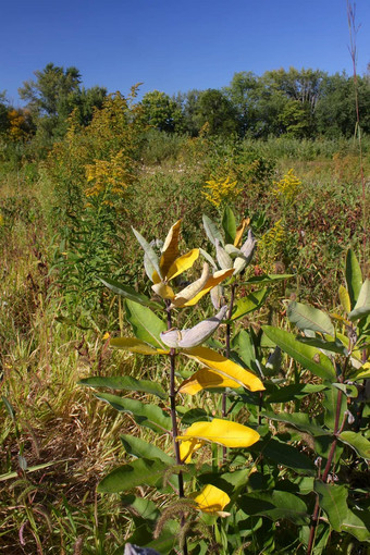 pecatonica<strong>湿地</strong>伊利诺斯州