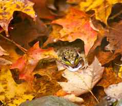 青蛙深秋天叶子