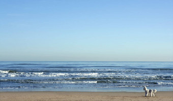 大白色贵宾犬巨大的海滩景观