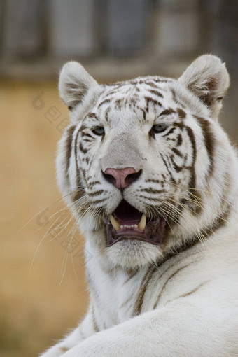 白色老虎肖像