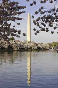 华盛顿纪念碑框架樱桃花朵