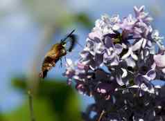 嗡嗡作响蜜蜂淡紫色花