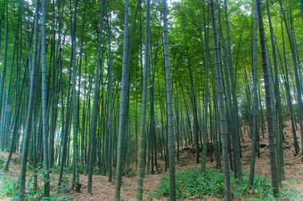 景观竹子森林四川竹子海四川中国