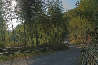 景观竹子森林四川竹子海四川中国