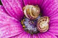 地面蜗牛休息内部紫色的黛西