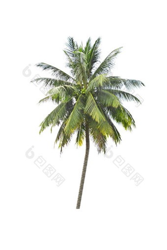 椰子树白色背景