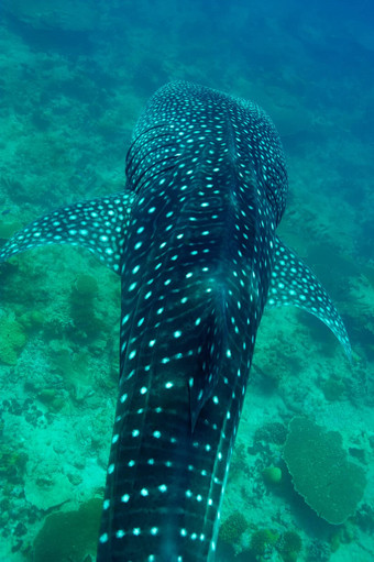 鲸鱼鲨鱼游泳水晶清晰的蓝色的水域马尔代夫