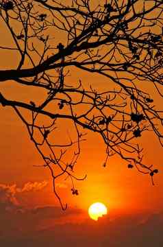 日落场景太阳轮廓分支树
