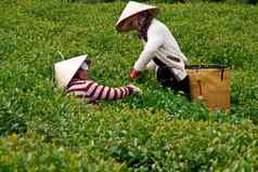 茶选择器选择茶叶子树叶茶农场