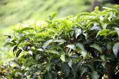 日益增长的茶叶子