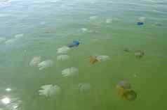 美丽的海水母浮动海泰国