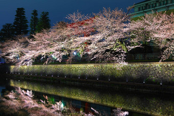 日本琵琶湖运河樱花树晚上
