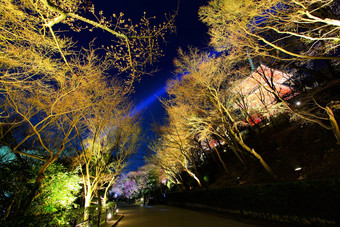 日本寺庙樱花树晚上