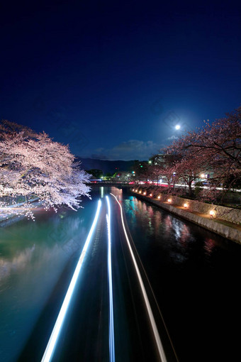 日本<strong>琵琶</strong>湖运河樱花树