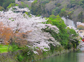 樱花树河