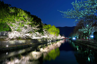日本琵琶湖运河<strong>樱</strong>花树