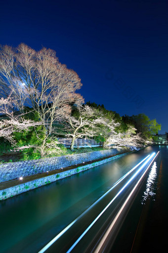 日本琵琶湖运河<strong>樱花</strong>树晚上