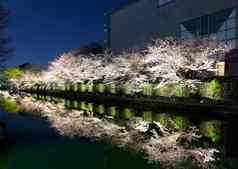 日本琵琶湖运河樱花树晚上