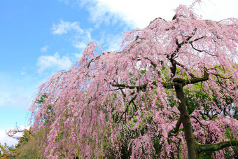樱桃树日本