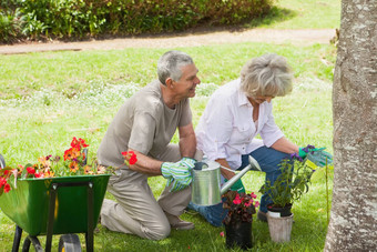 成熟的夫妇浇水年轻的植物草坪上
