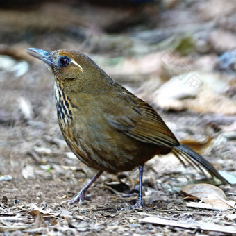 spot-breastedLaughingthrush