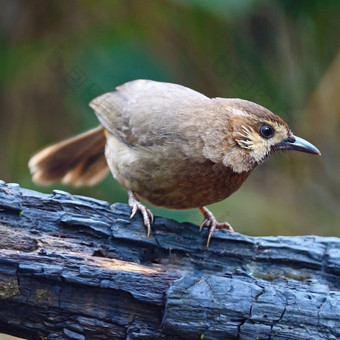 White-browedLaughingthrush