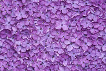 紫罗兰色的淡紫色花背景
