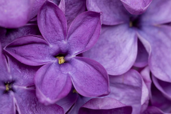 淡紫色花