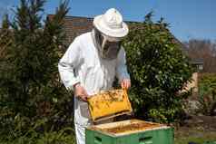 养蜂人有爱心的蜜蜂殖民地