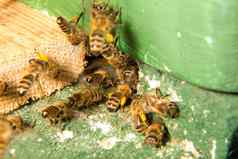 蜜蜂入口蜜蜂殖民地蜂巢