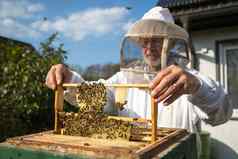 养蜂人有爱心的蜜蜂殖民地