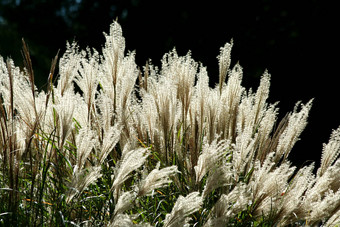 背光高<strong>长满草</strong>的植物