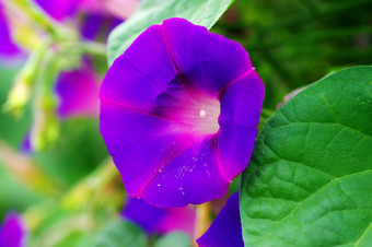 早....荣耀花紫罗兰色的颜色自然背景