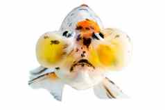 黄金鱼前面视图隔离白色背景膨胀眼睛