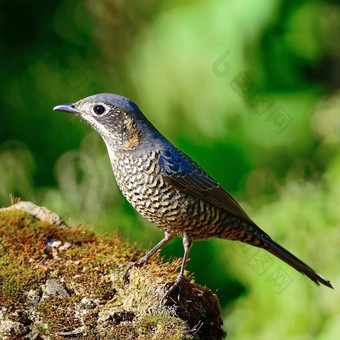 女chestnut-belliedrock-thrush