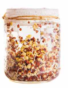 发芽萝卜种子日益增长的玻璃Jar